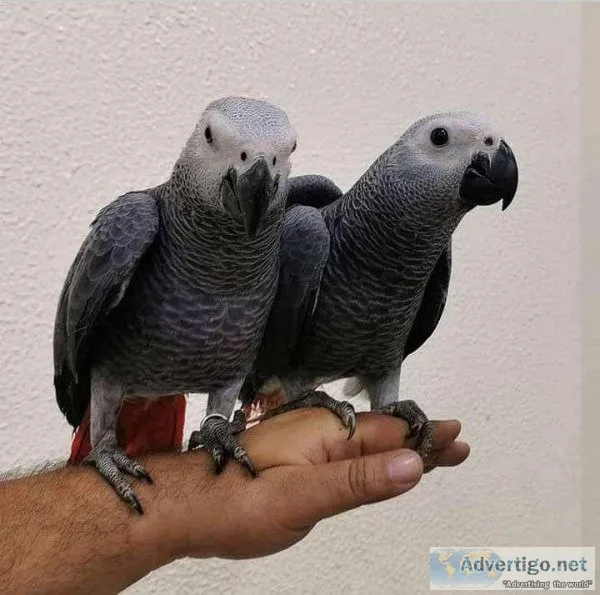 Bonded Pair Congo African Gray Parrots for sale