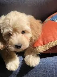 MINI LABRADOODLE PUPPIES