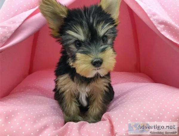 Well Socialized Yorkshire Terrier Puppies available.