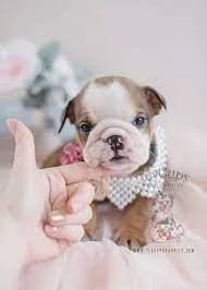 2 English Bulldogs