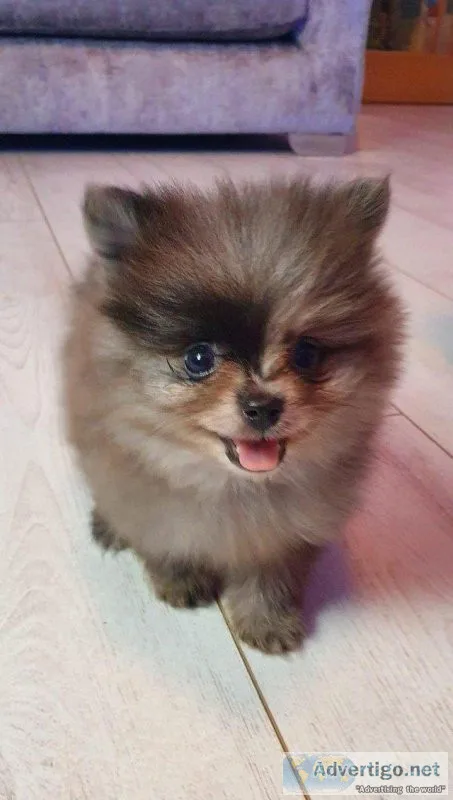 Tiny Russian blood kC poms for sale