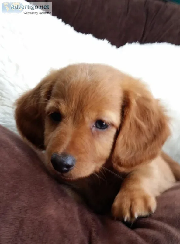AKC Mini-Dachshund Male &ndash Jasper