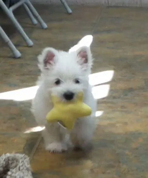 West Highland White Terrier Puppies available