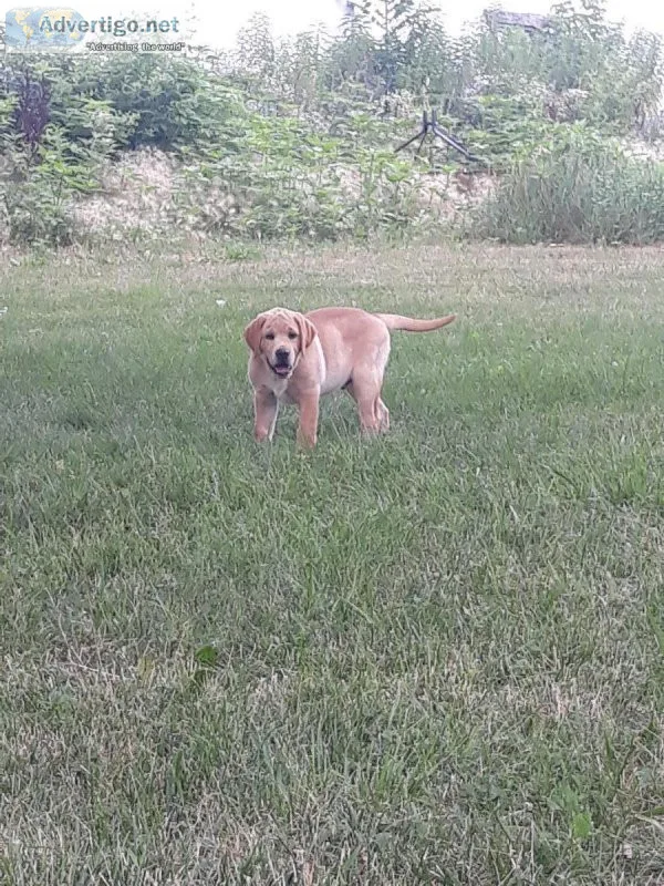 Purebred English Male lab