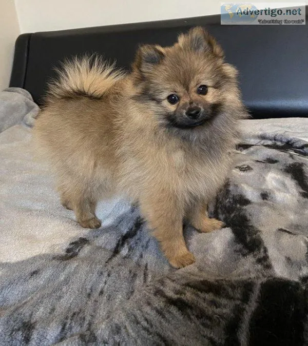 Pomeranian puppy small size 3 girls ready to go anytimeGive a Pe