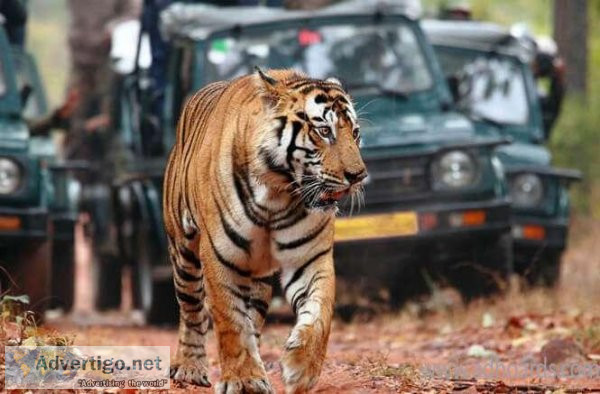 Ranthambore national park tour packages