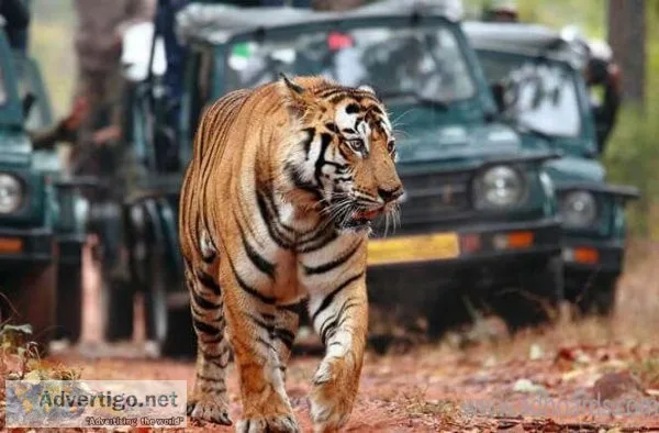 Ranthambore national park tour packages