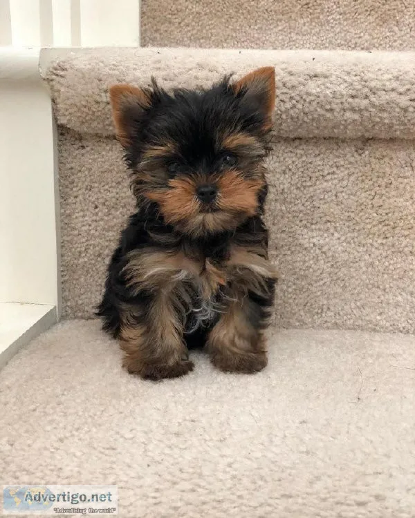 Female Yorkie puppies available