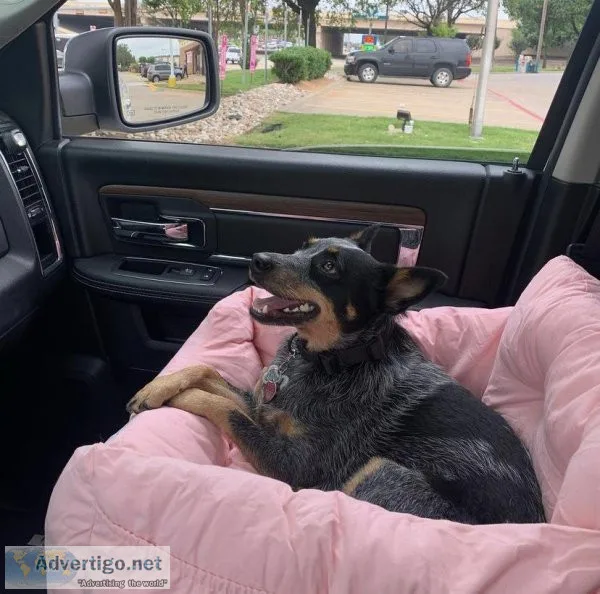 Blue Heeler need a home to live