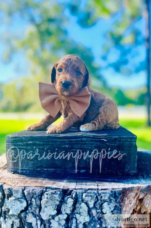 Goldendoodle puppies