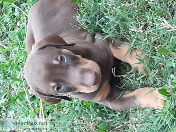 Doberman pinscher puppies