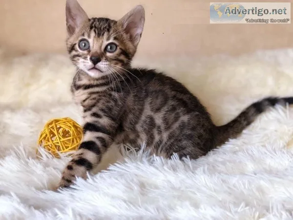 Bengal Kittens