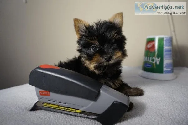 Yorkies pups