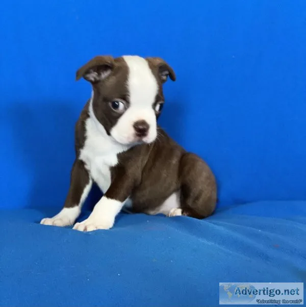 Boston Terrier Puppies