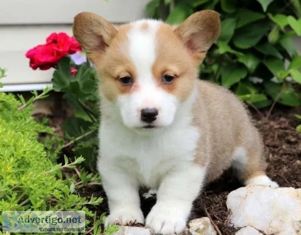 Nice pembroke corgi pups