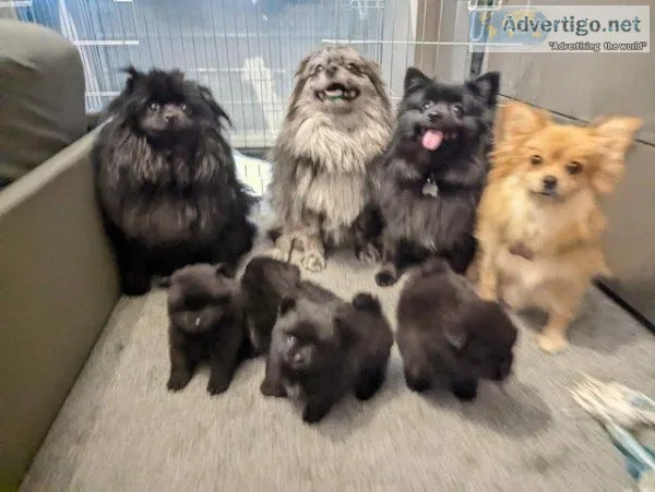 Beautiful Pomeranian Puppies for Sale
