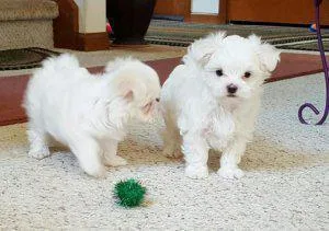 AKC Awesome Bichon Frise