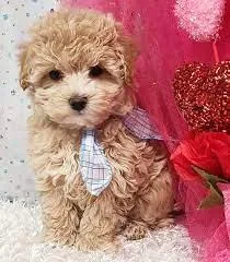 CUTE and TINY MALE TOY POODLE
