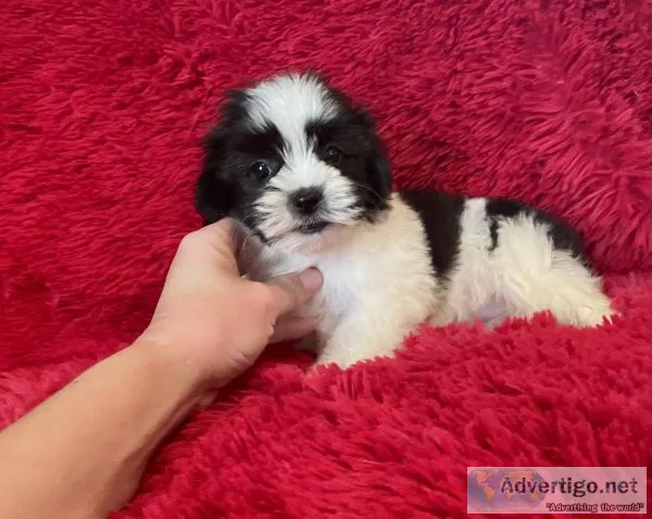 Maltipoo Puppies