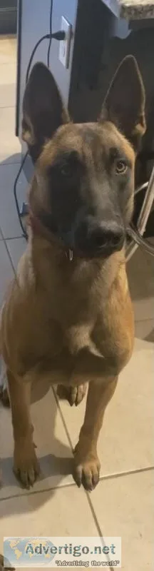 Male Belgian Malinois