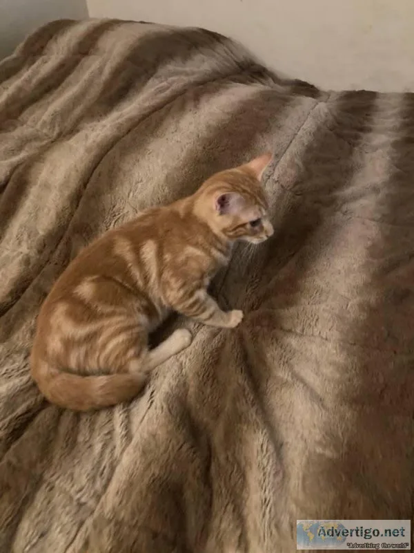 Kittens for Adoption