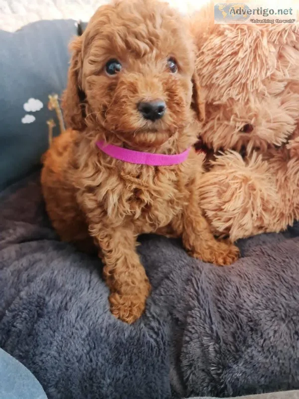 Stunning beautiful cockapoo puppies for sale