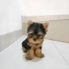 POODLE YORKI CROSS