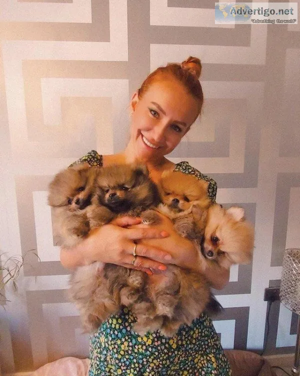 Mini Teddy bear pomeranian 8 weeks old