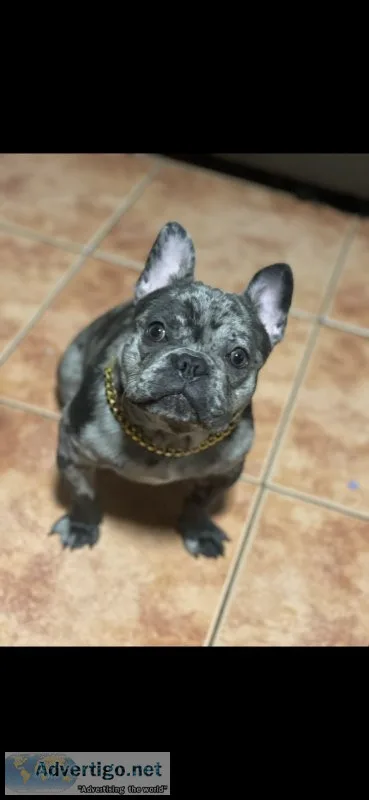 AKC Lilac Merle French Bulldog Pup