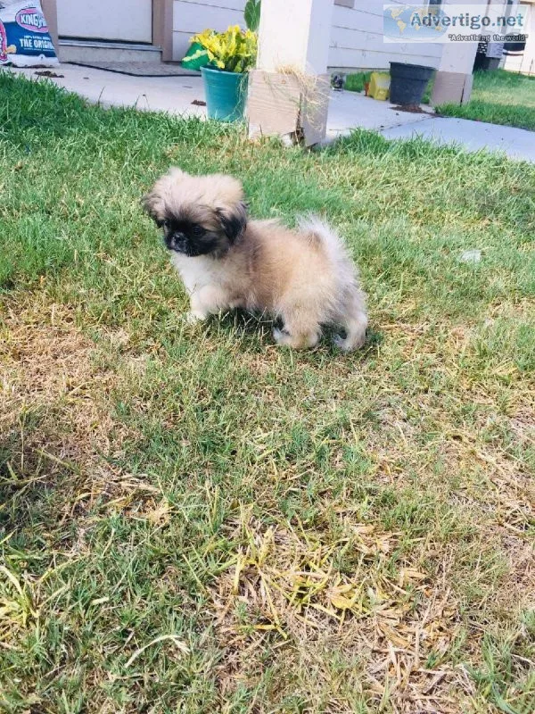Pekingese babies 550