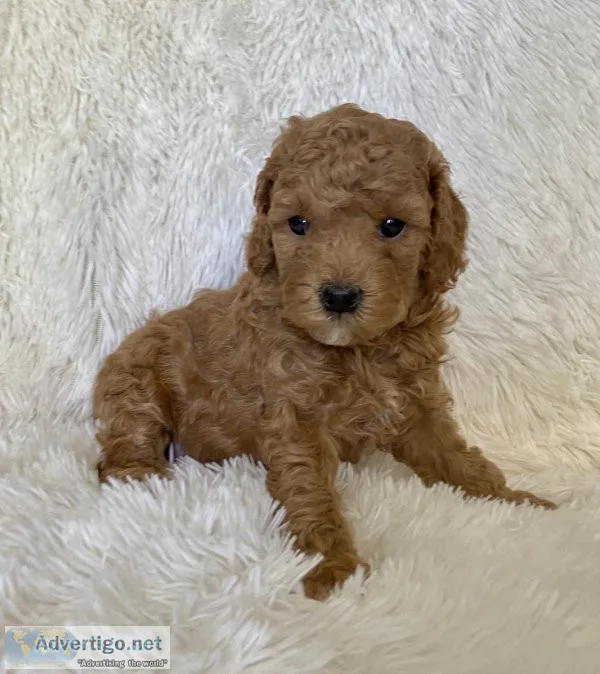 Toy Poodle Puppy