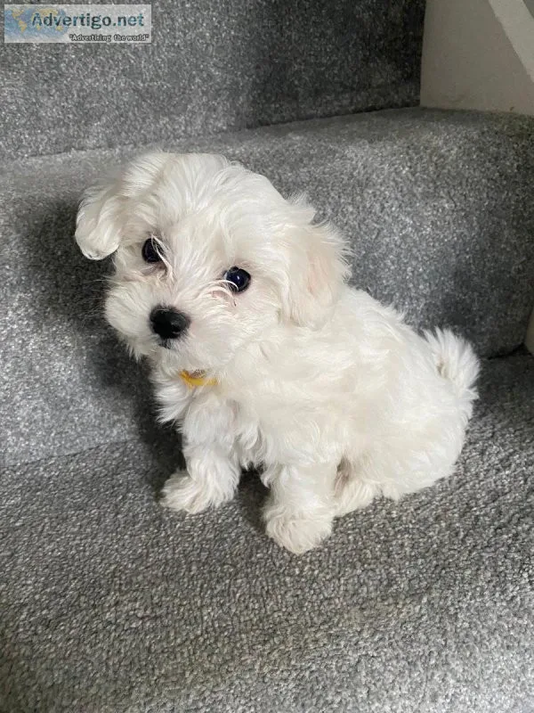 We have lovely beautiful maltese both female and Male for sale.