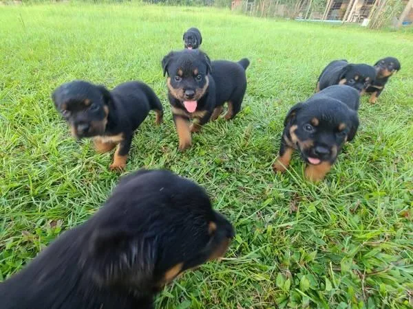 Purebred Rottweiler puppies