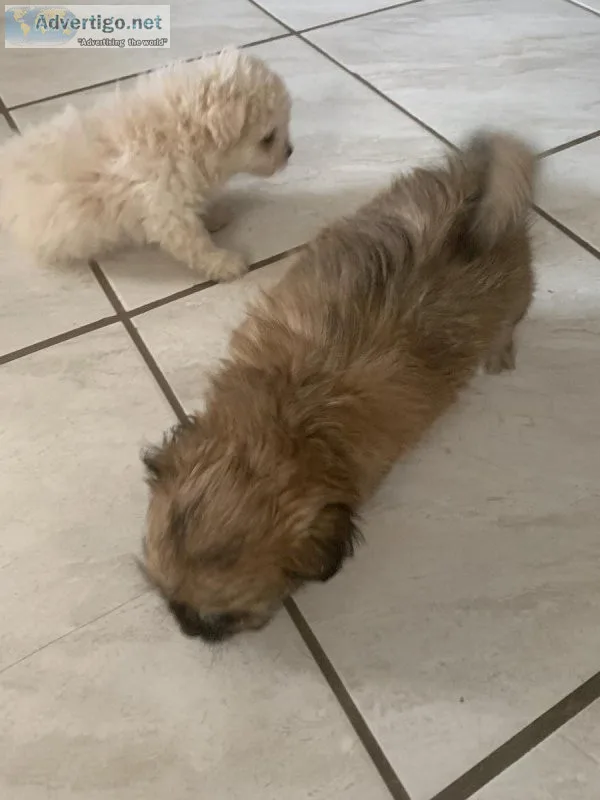 Pomeranian Poodle Mix