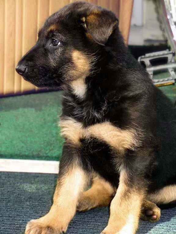 AKC German Shepherd puppies