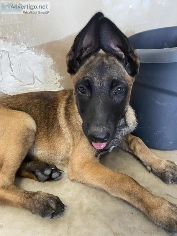 Male Belgian Malinois Pups