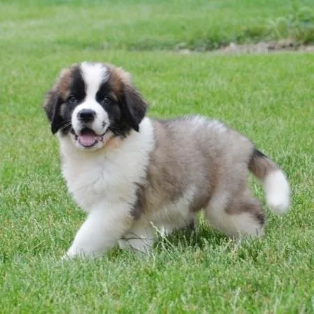 Beautiful Saint Bernard puppies for lovely families