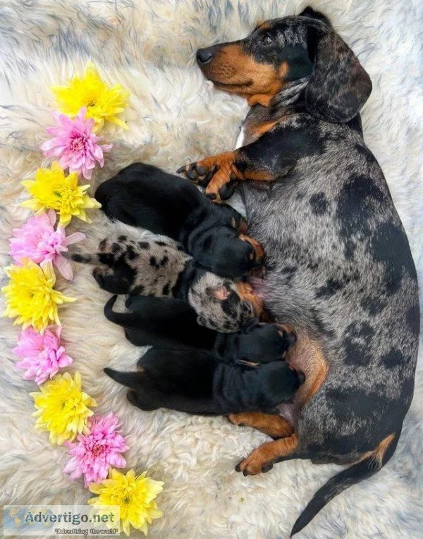 Black and Tan miniature dachshund puppy