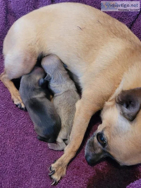 Tiny Male Chihuahua 200