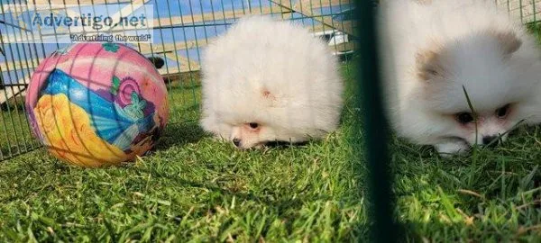 Fully vaccinated KC Registered Pomeranian