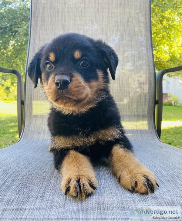 Purebred Rottweiler