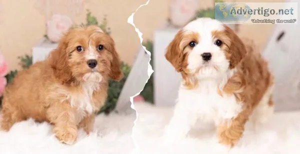 Adorable Male and Female Cavapoo puppies