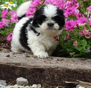 Beautiful Shih Tzu puppies ready for new forever homes now