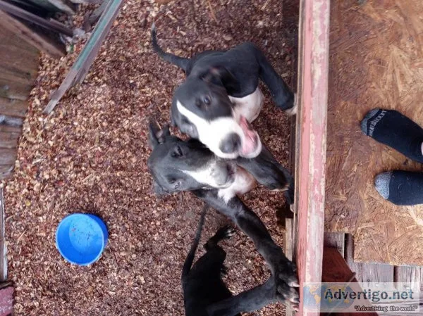 Great dane pups for sale.