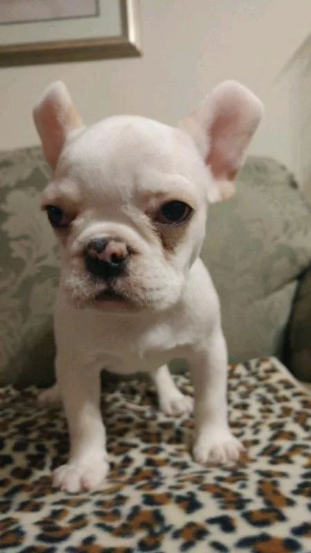 Registered Quality French Bulldogs