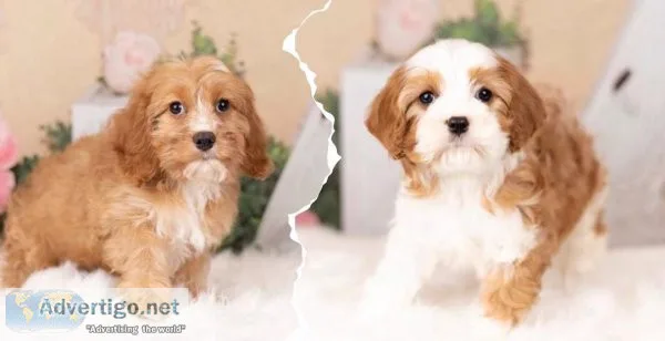 Adorable Male and Female Cavapoo puppies