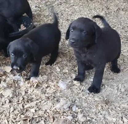 Black Labrador retriever puppies