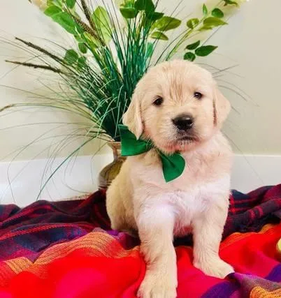 Golden Retriever