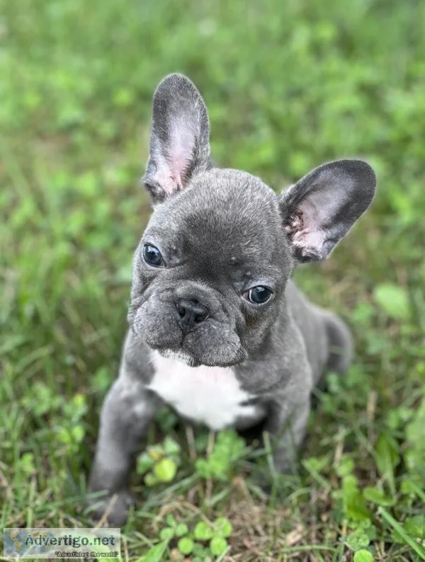 AKC Reg male blue brindle French Bulldog