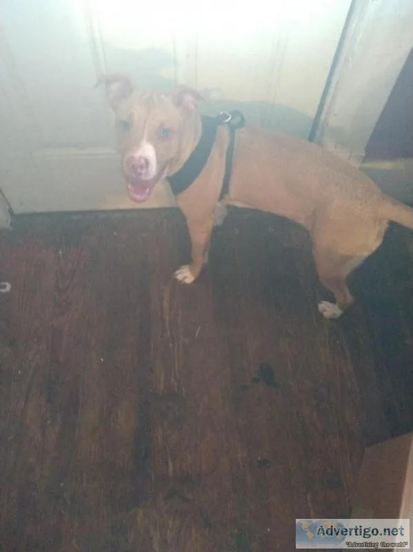 6 month old Pitbul